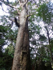 Bayview Giant Kauri tree © 2011-2013 Unleashed Ventures Limited