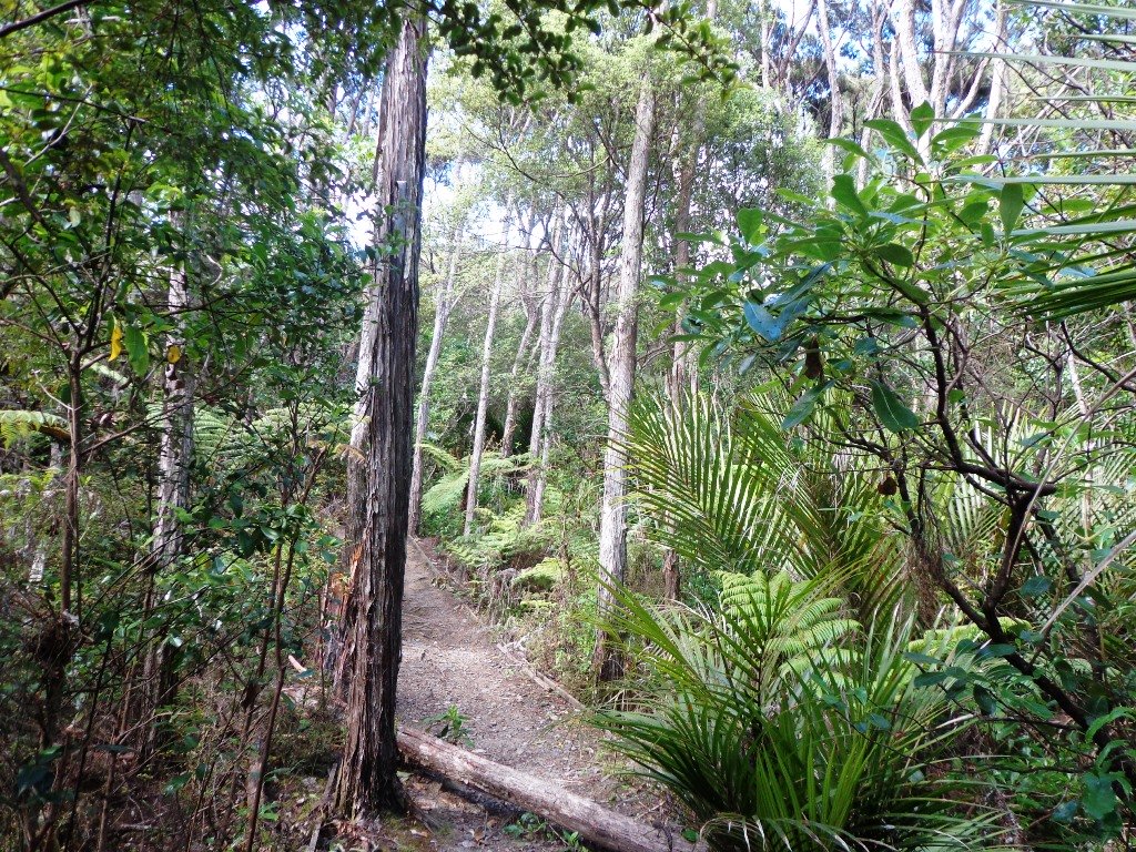 A bush walk on Auckland's North Shore