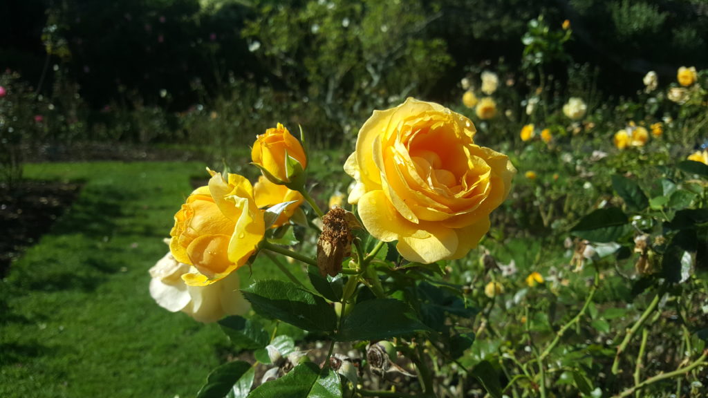 Roses at Parnell Rose Gardens