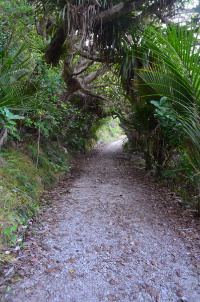 Cudlip Point Track Maurangi Regional Park winding through native bush