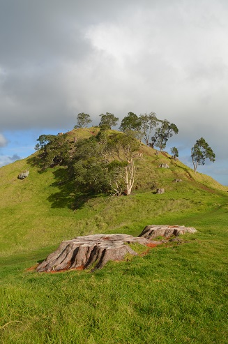 Mangere Mountain grass track to summit