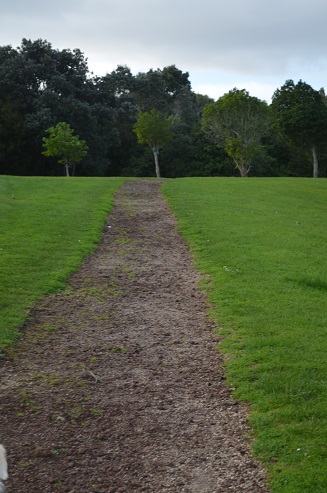 wide path with grass