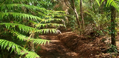 Unsworth bush showing the fauna and track