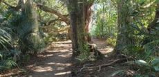 Large native trees are a feature of Puhinui Stream walk